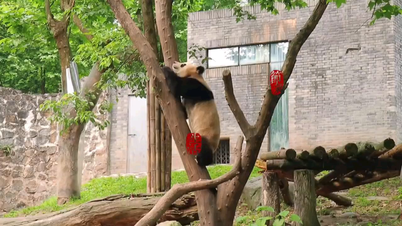 成都熊猫基地